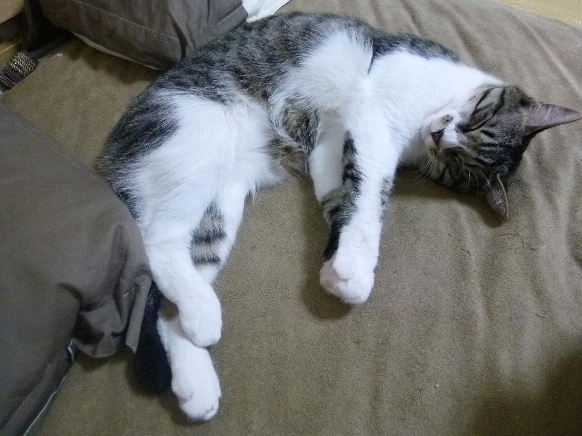 勒克莱尔关键一击，索伯车队鏖战威廉姆斯惊险夺冠