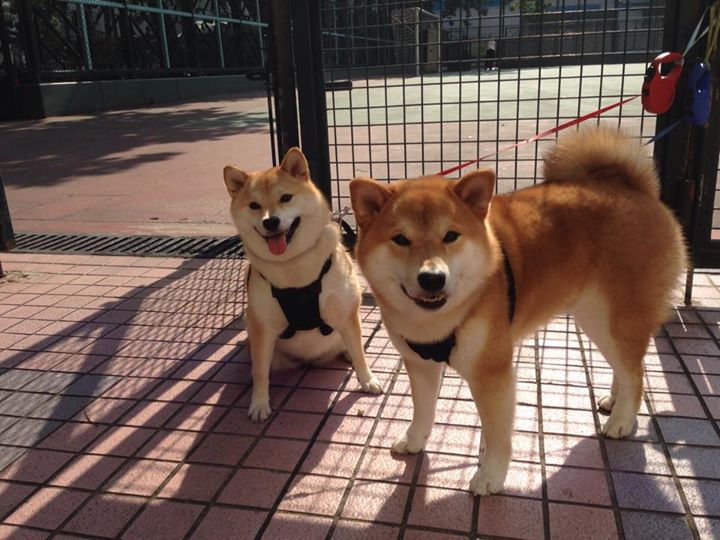 索伯奇迹之夜,无名车队的逆袭与勒克莱尔的孤胆冲锋