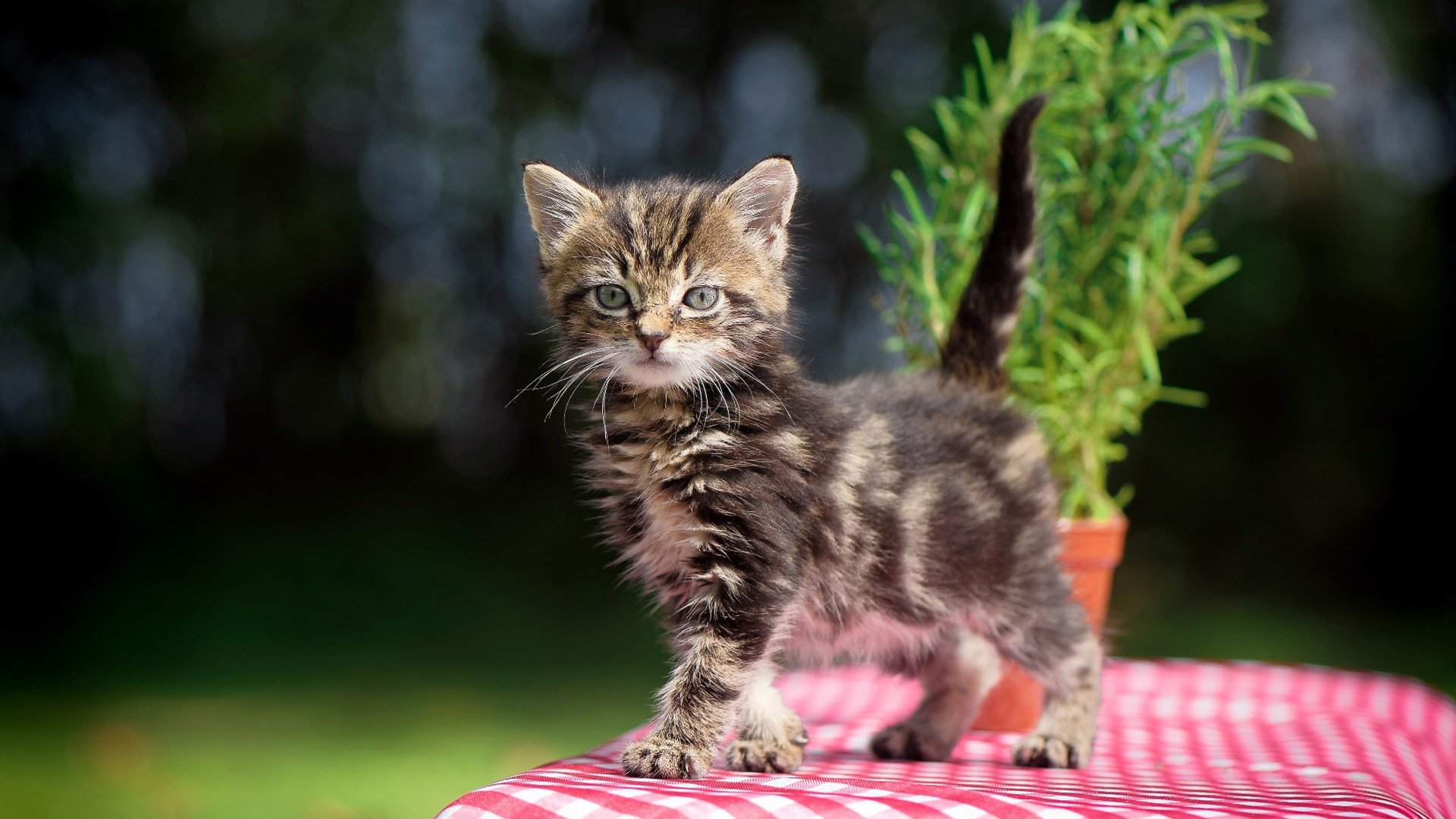 逆转齿轮与少年神谕,当佩德里为葡萄牙推开一扇独一无二的胜利之门