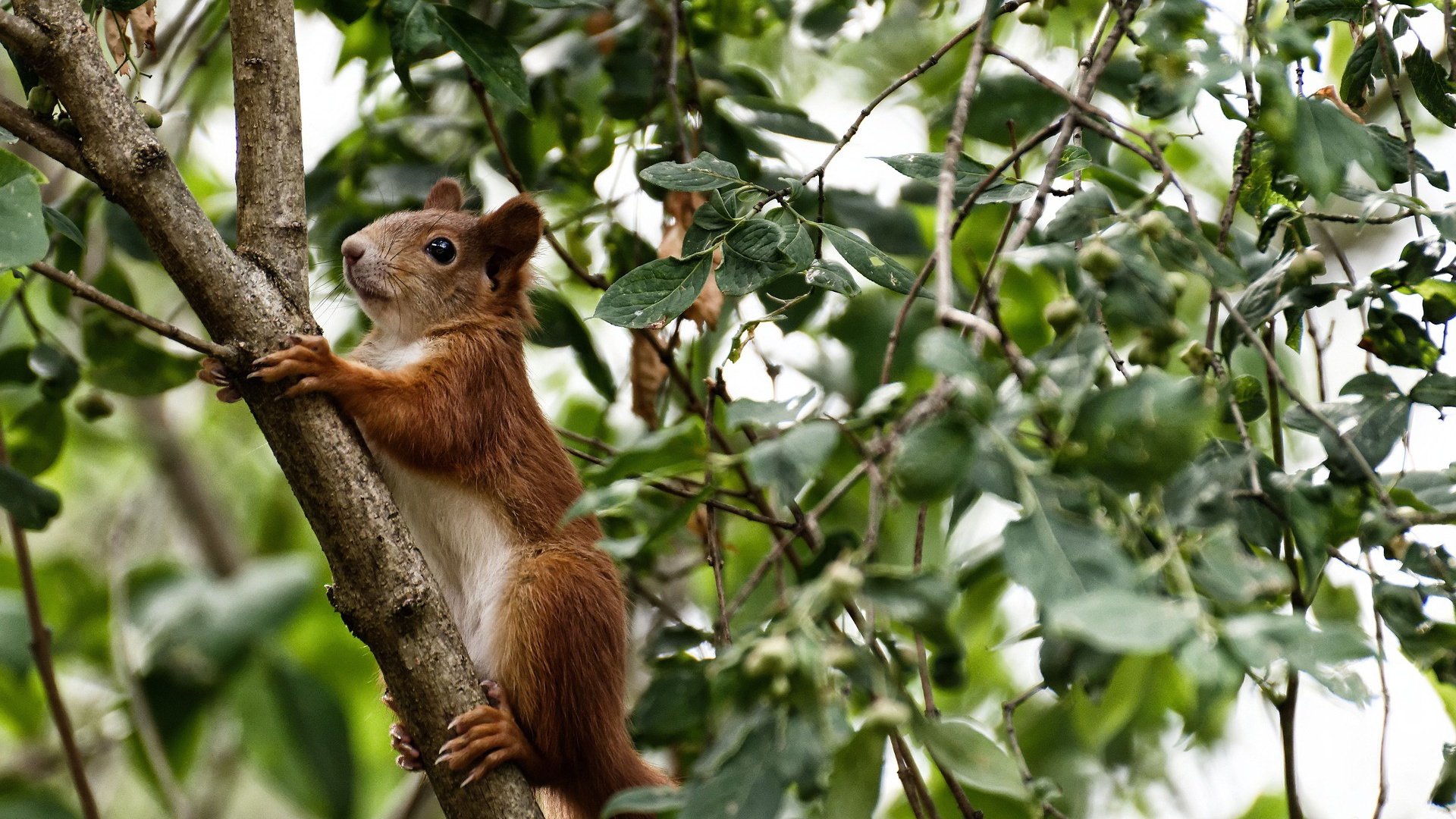 双杯鏖战，梅德韦杰夫如何在联合杯与戴维斯杯中惊艳四座？