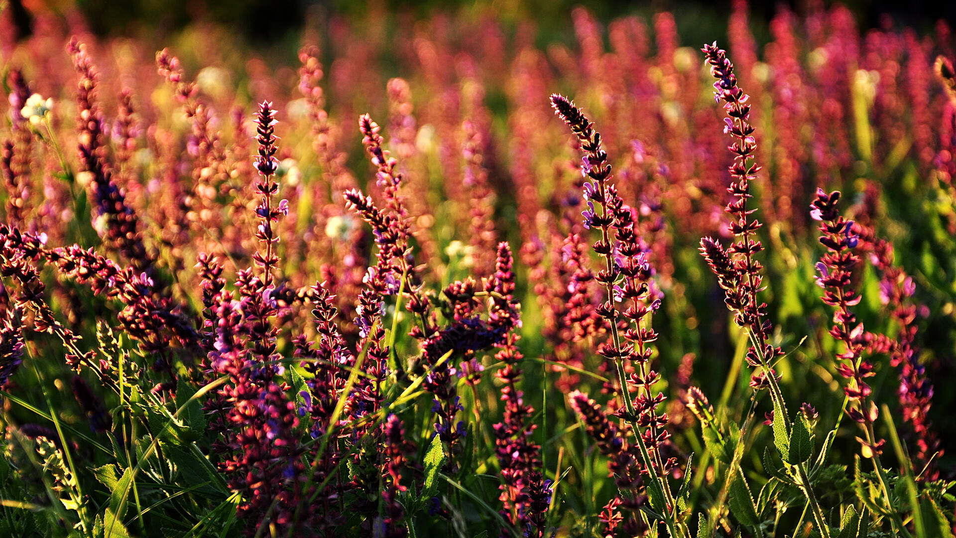看到这个充满冲突感的关键词，我想先从一个独特的角度为你解读，也许这不是简单的胜负故事，而是一个关于文化碰撞、体育浪潮流向和个人极限突破的多维度叙事