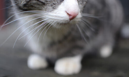 钢铁巨塔对抗数据洪流，戈贝尔用存在感重新定义篮球胜负