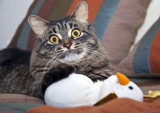 马德里寒流吞噬巴黎焰火！罗德里戈17分钟双响改写欧冠基因