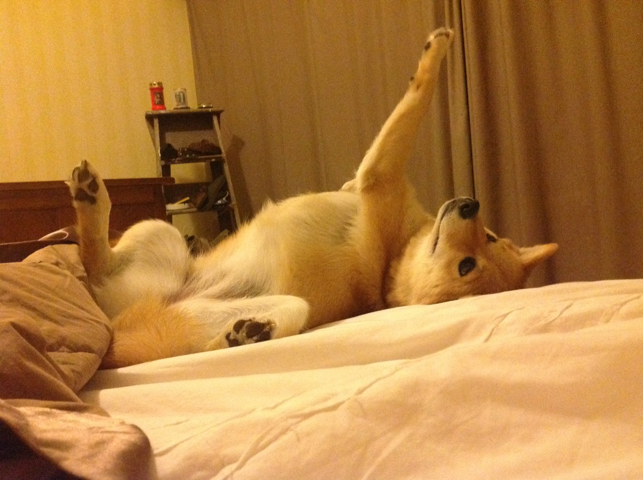 当篮球场变成战场，伊拉克的铁血意志如何横扫拜仁精密机器？