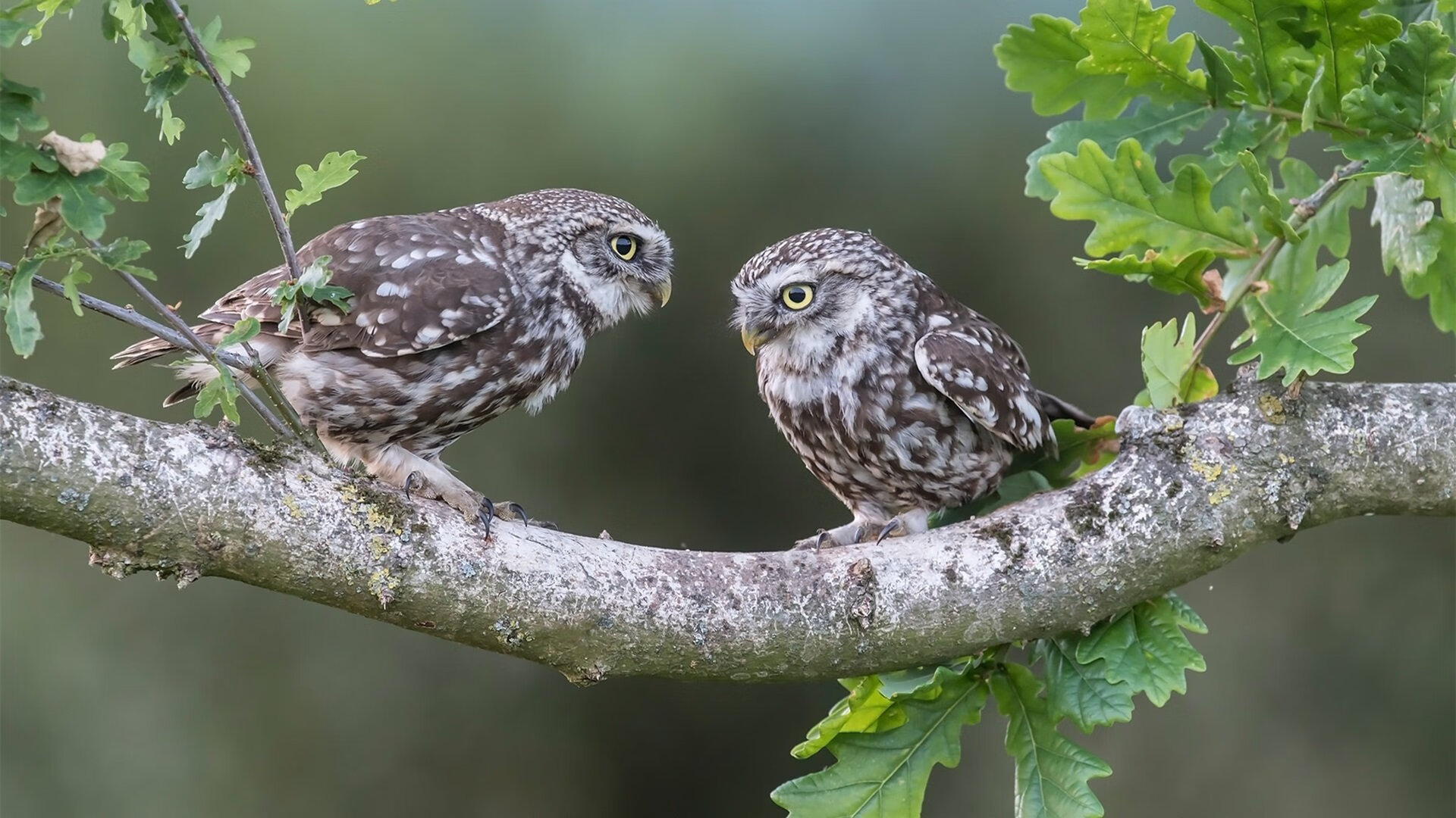 极限进化,火箭争冠版图上的关键血战