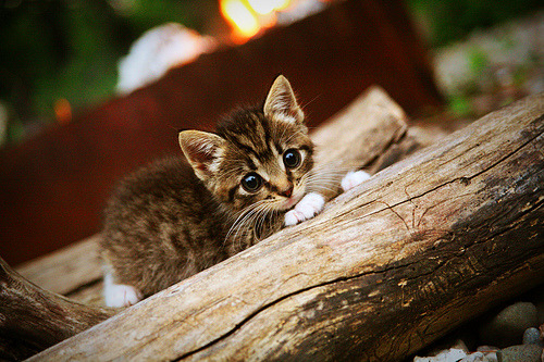 年度焦点之战，马德里竞技倚仗几内亚之星提前终结悬念