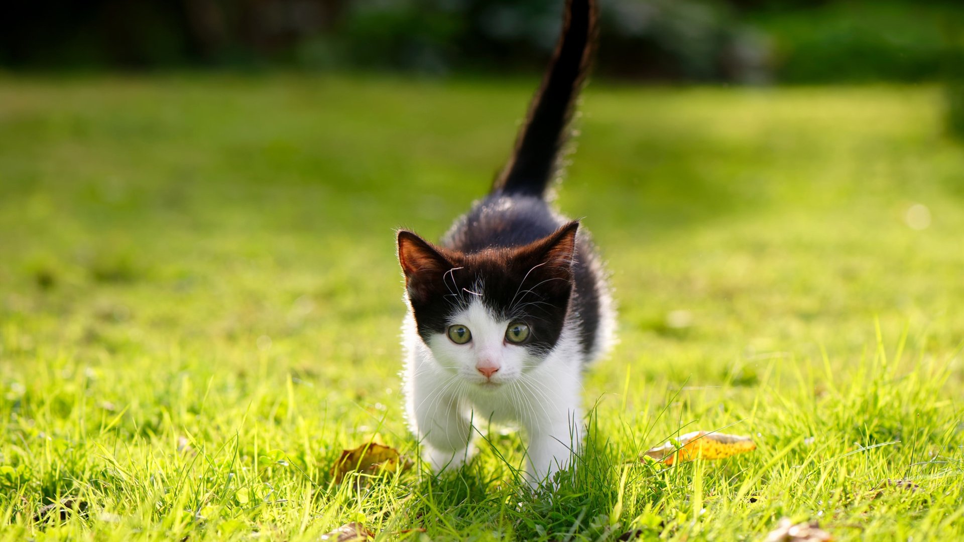 新王当立！马丁内利独闯龙潭助佛罗伦萨力克巴黎，一战惊艳欧洲