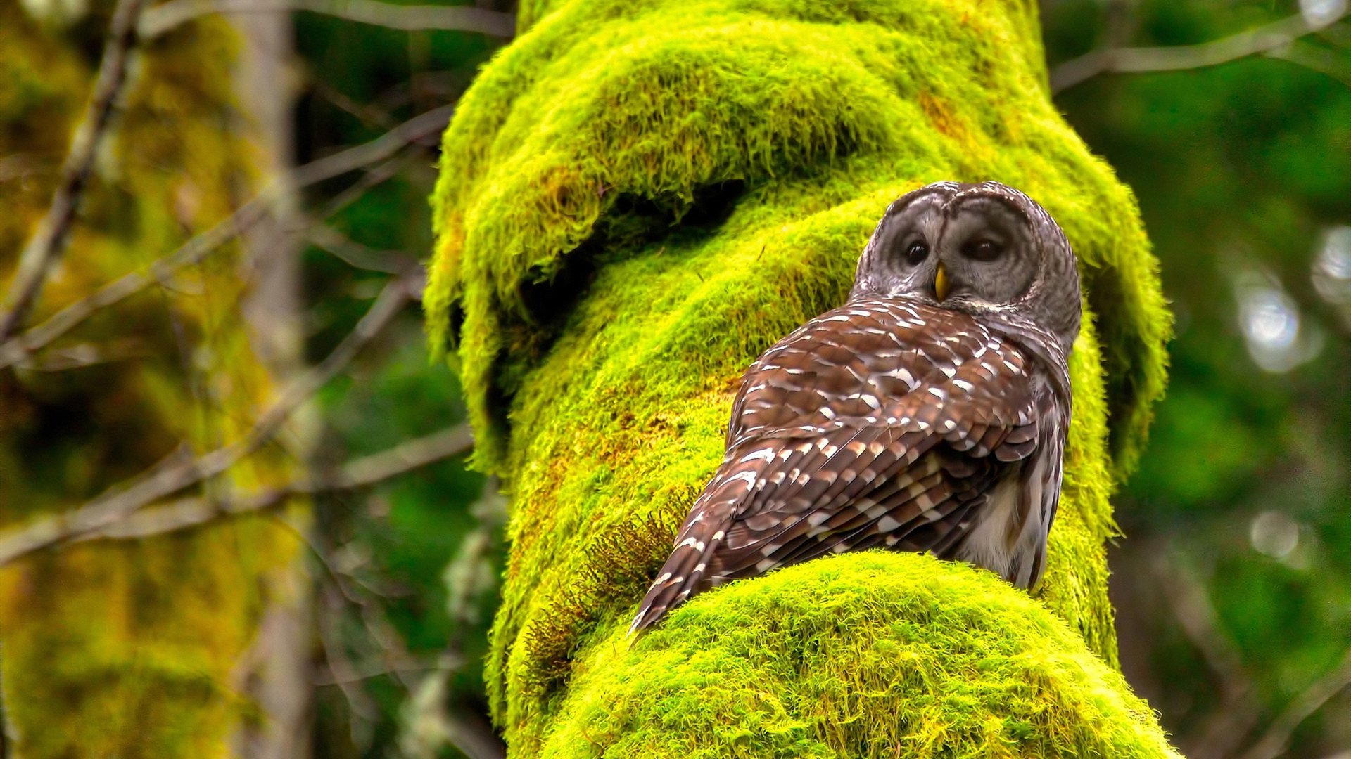 当CBA浙江队爆冷击败NBA雄鹿?元宇宙篮球平行宇宙的奇迹之夜