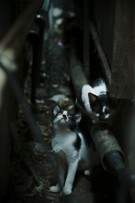 速度与高度，当F1新星接管赛道，开拓者已在费城斩落巨人