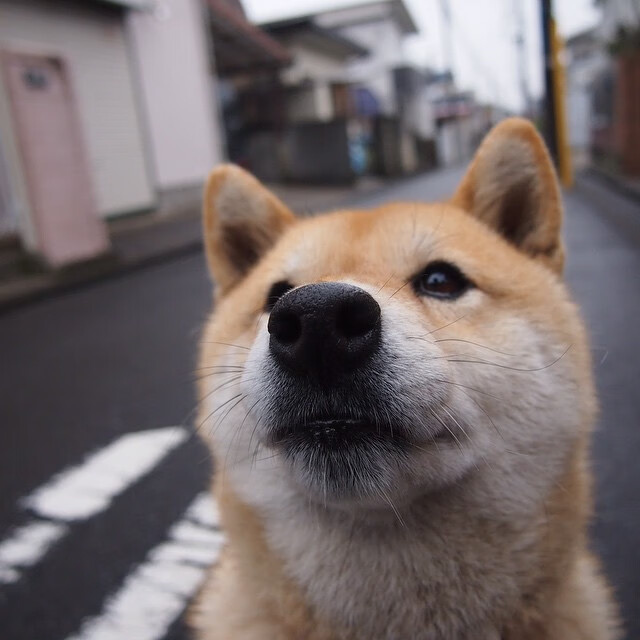 铁幕绿茵,当智利封锁乌克兰,苏亚雷斯化身关键先生破局
