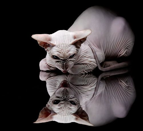 季后赛抢七之夜,卡塞米罗从梦剧场到沸腾之夜的跨界战神