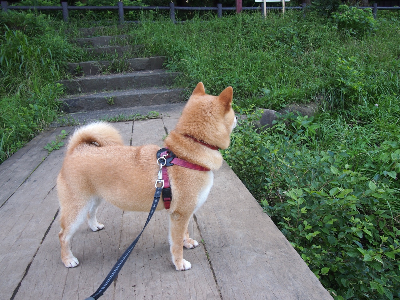 马克西暴走创三双里程碑难救主！灰熊三分海啸单节净胜24分绞杀快船