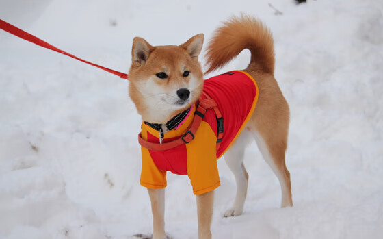 冰与火之歌，利拉德孤胆刷新纪录 火箭铁蹄全面压制公牛