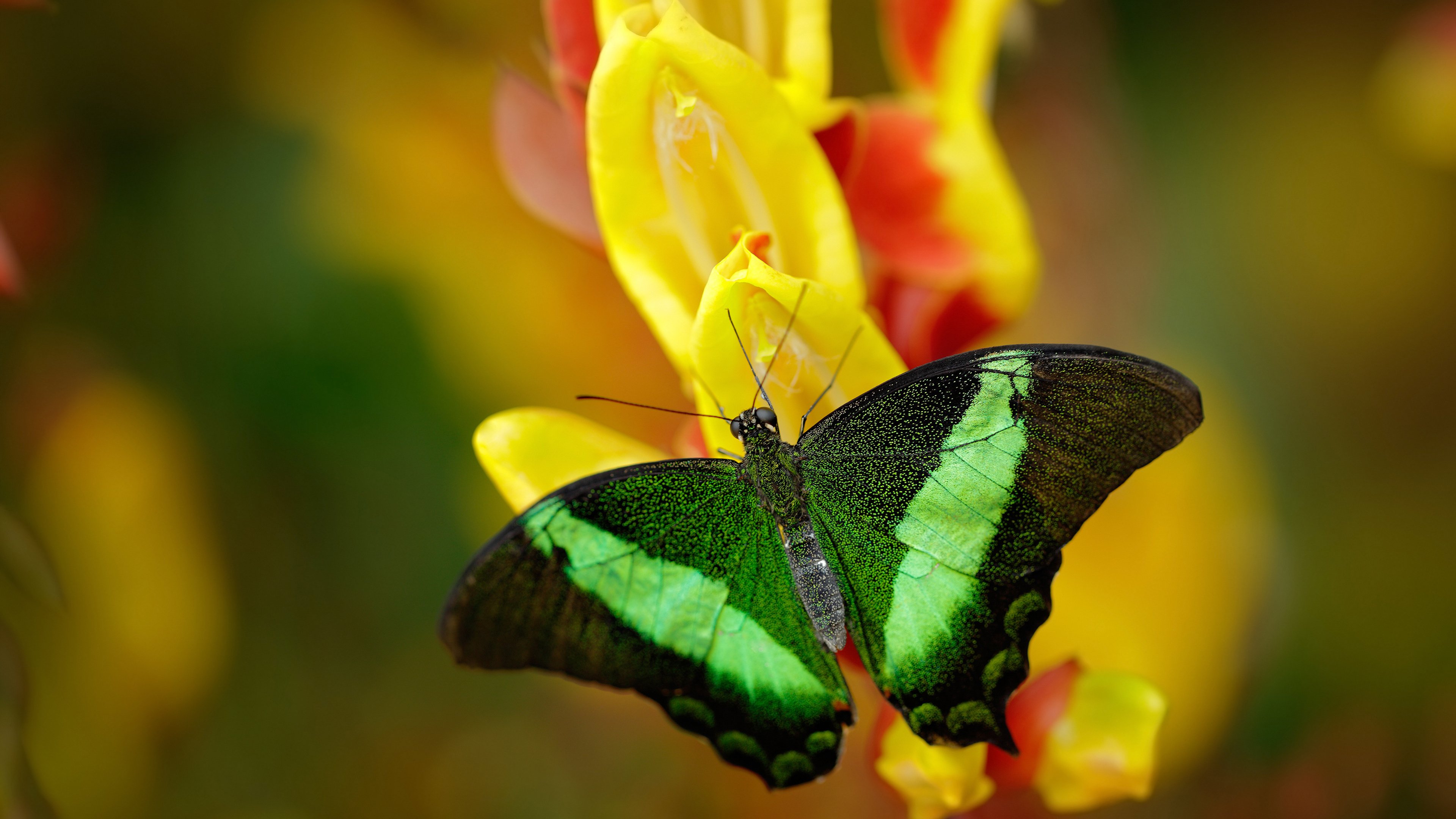 欧冠决赛焦点战，爱尔兰的节奏蓝调与雷恩的音乐之城交响曲