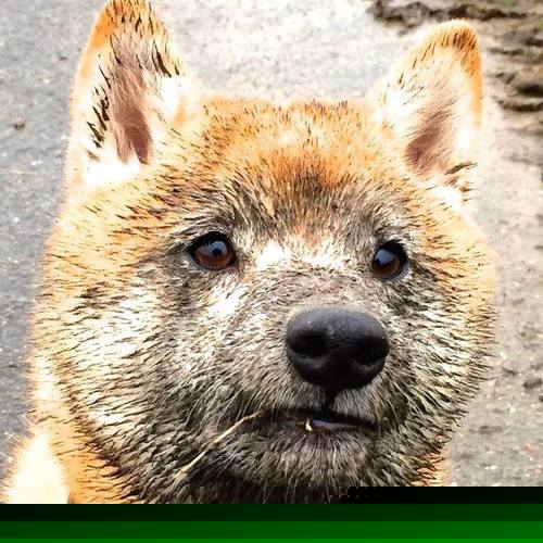 另一场加时，另一种导演