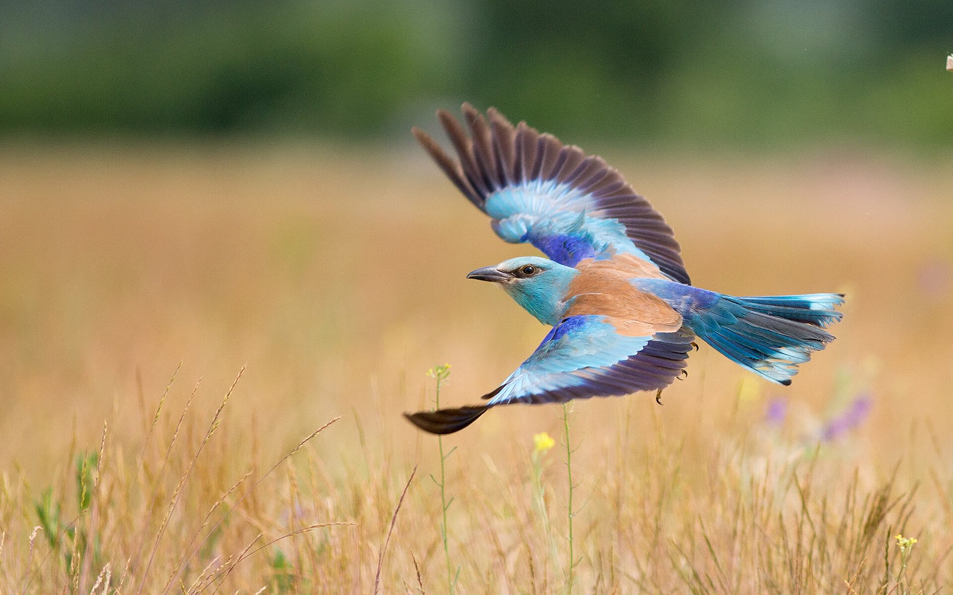 剑走偏锋！暗夜中的最后一剑，英格拉姆刺穿魔术心脏