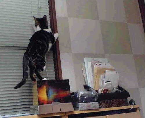 狼吼鹏城！哈利伯顿一球定山海—森林狼与深圳队跨国较量的终极时刻