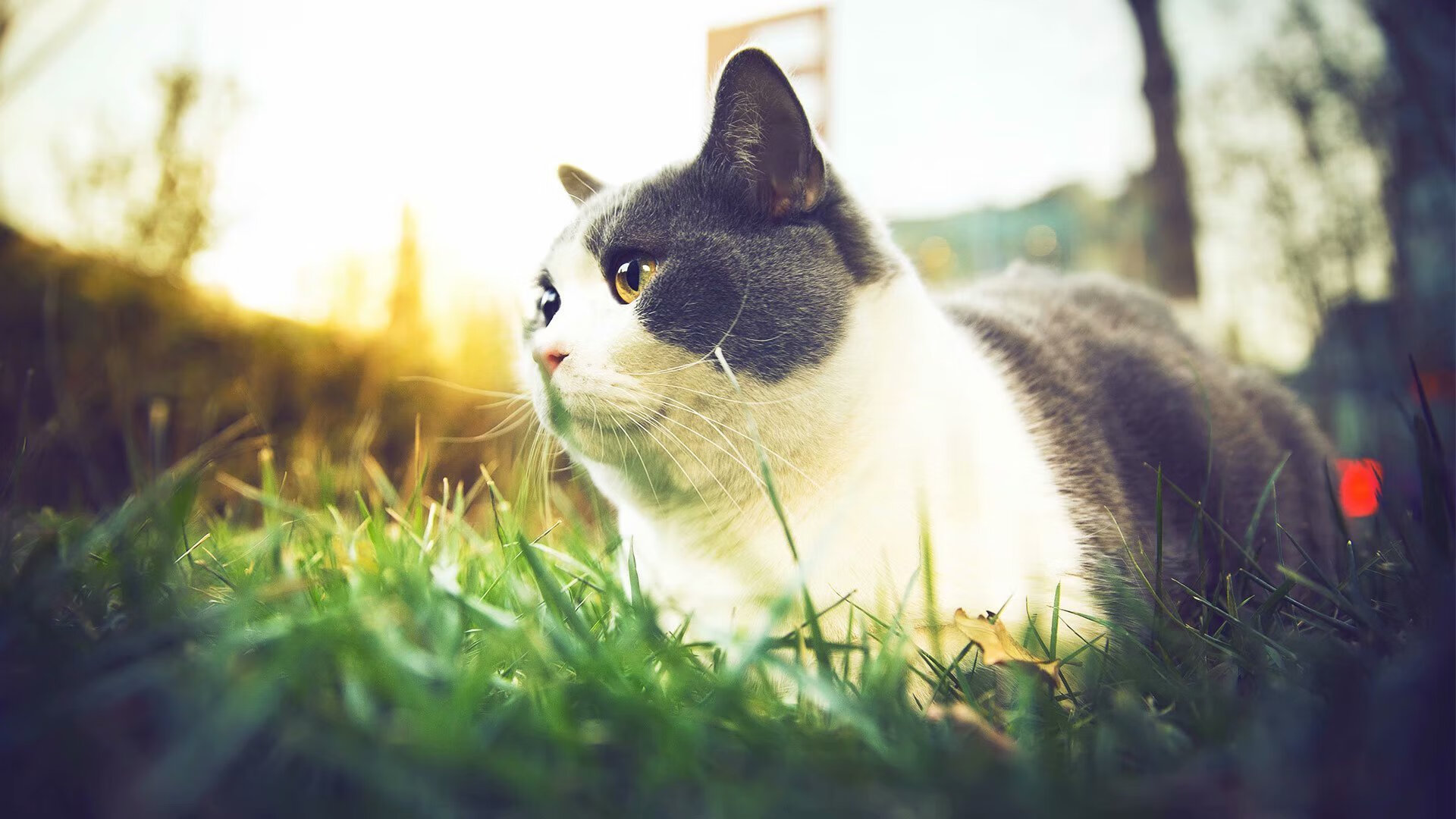 跨次元碰撞，当贝恩打出统治级数据，爵士与新疆的血战史诗