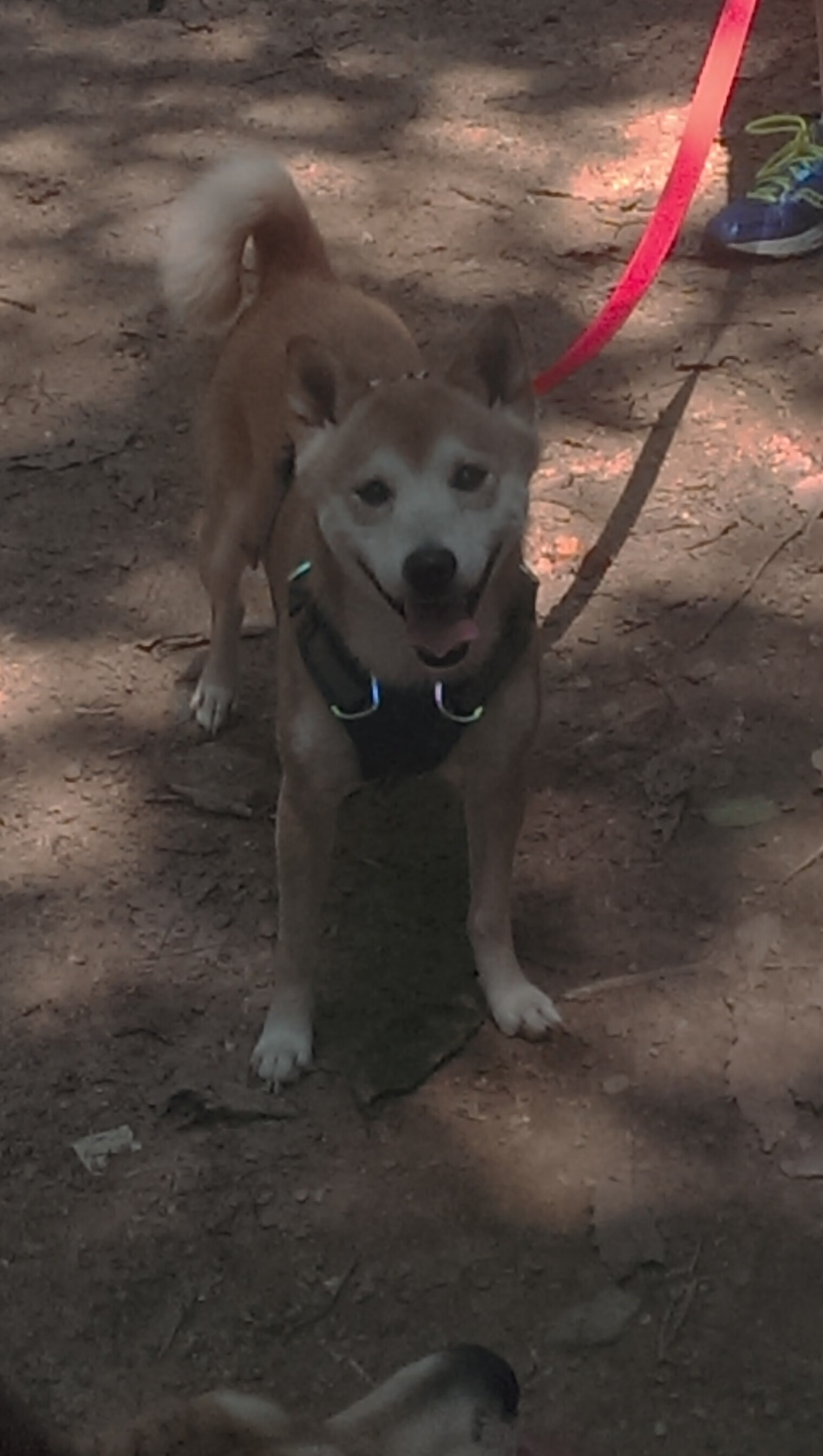 神跨界！当里昂一波流带走伊朗，库尔图瓦已在F1揭幕战接管比赛