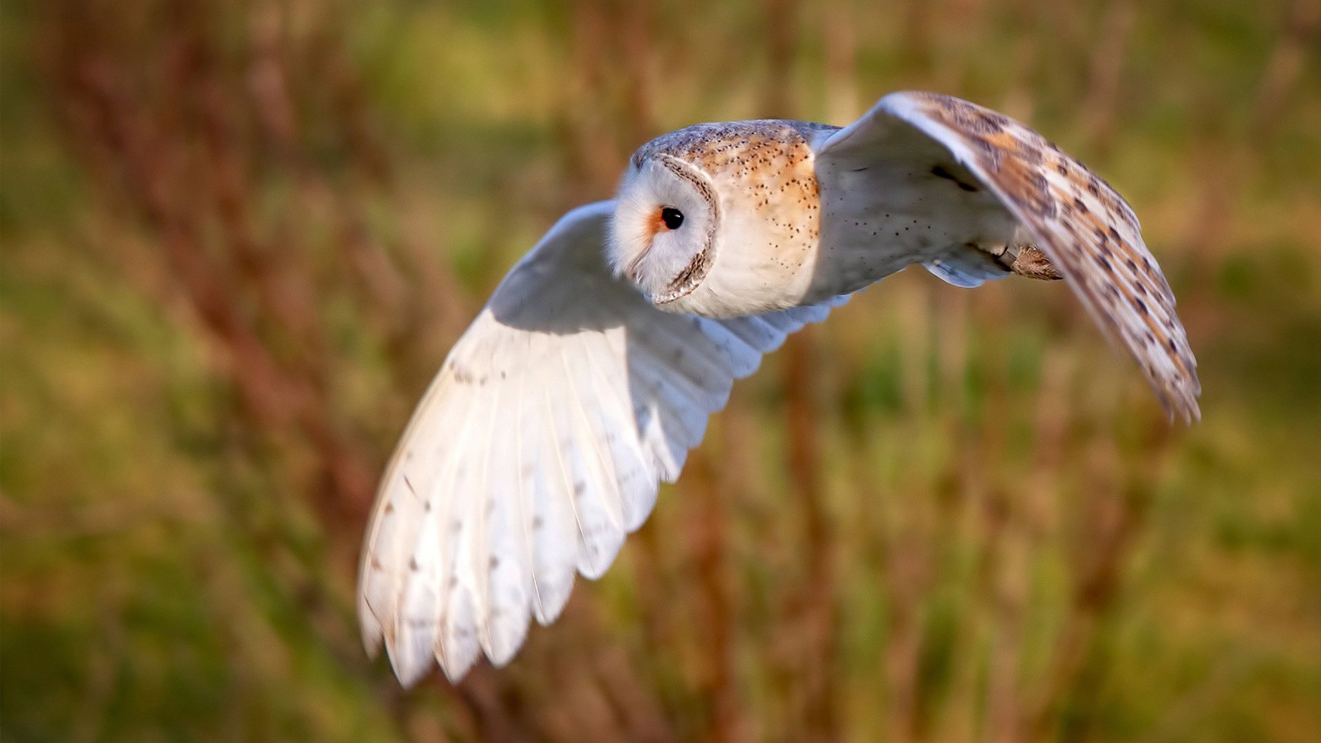 平行宇宙的NBA季后赛，新疆队速胜爵士