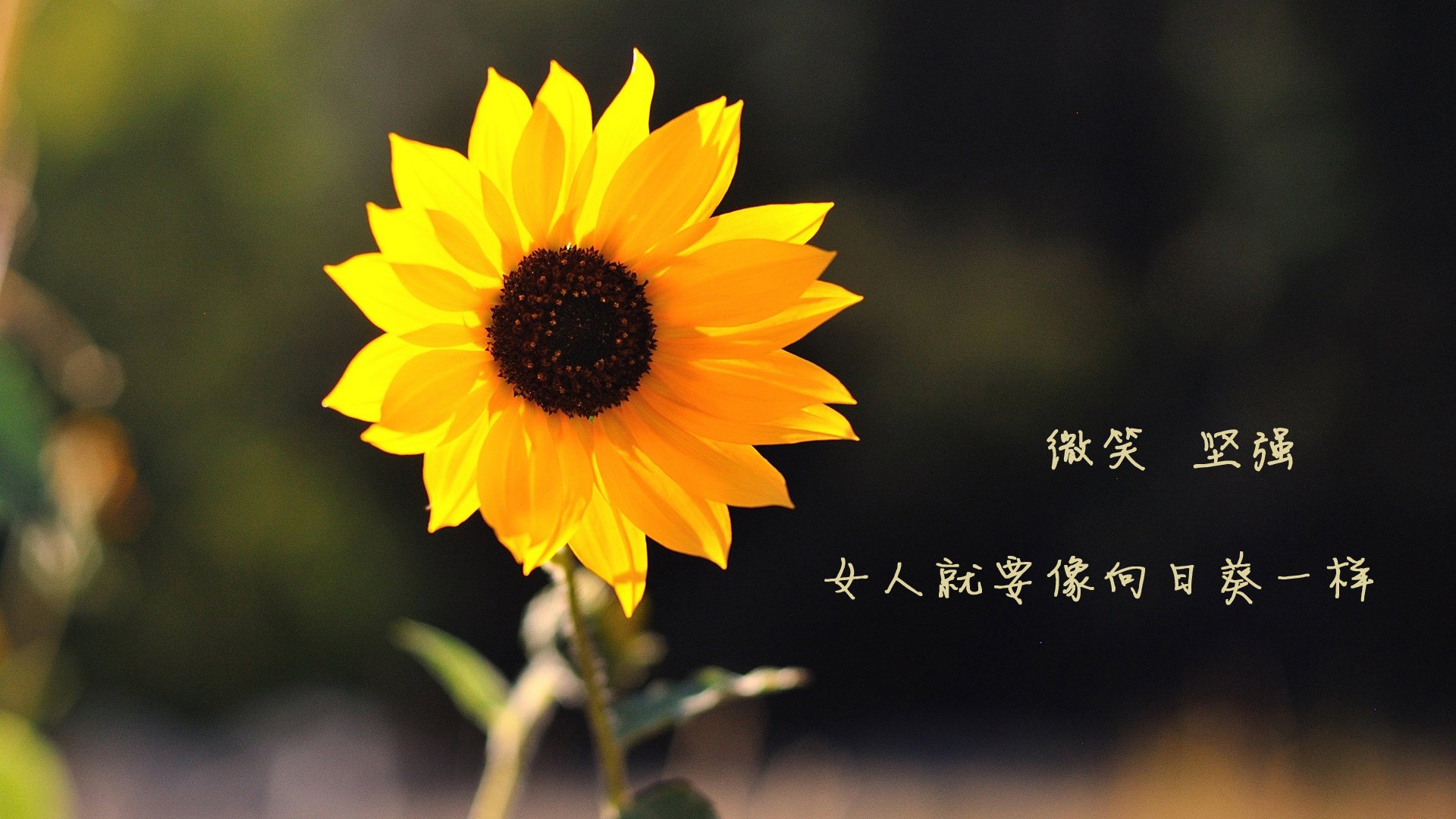2026世界杯A组奇迹之夜,哈兰德演绎唯一神迹,印度在哥伦比亚铁蹄下见证宿命