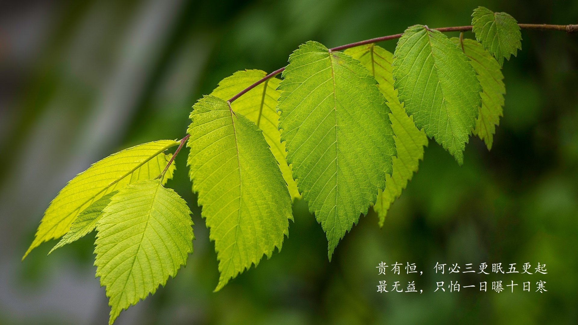 北境之光与南亚风暴，当奥斯梅恩的剑锋，劈开2026世界杯G组的宿命之门